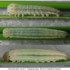 prot afra larva2 volg